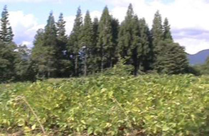 無農薬有機栽培の大豆畑